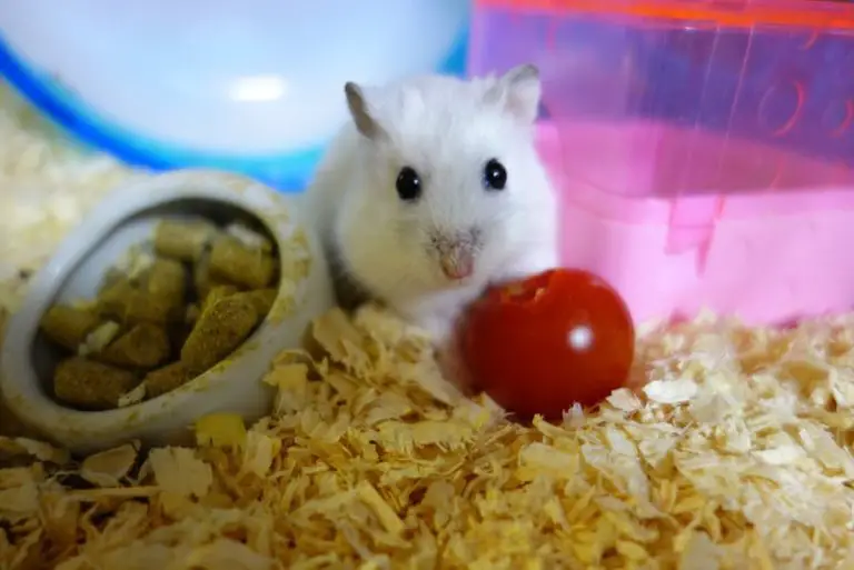 How to Soundproof a Hamster Cage in 4 Easy Steps!