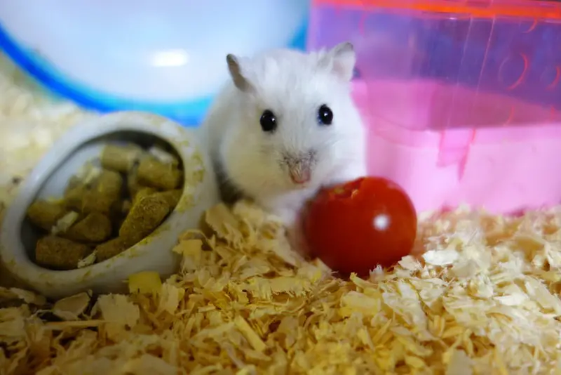 soundproof hamster cage