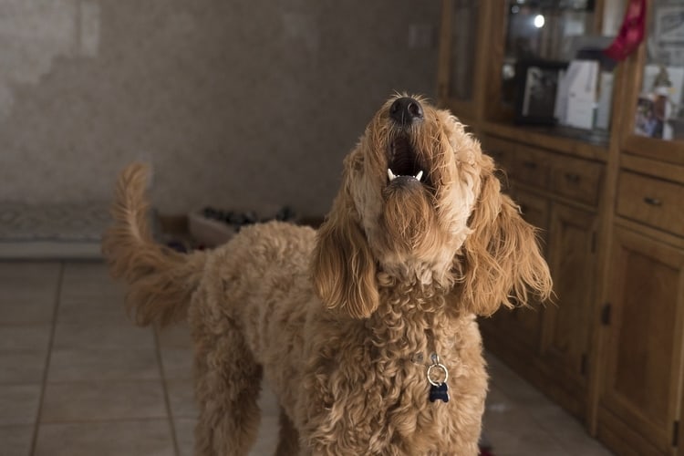 Top 8 Soundproofing Methods Against Dog Barking!